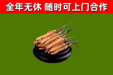 萧山烟酒回收冬虫夏草.jpg