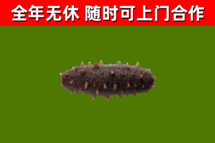 萧山回收海参干